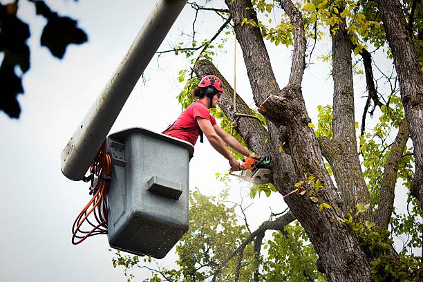 How Our Tree Care Process Works  in Leonardo, NJ